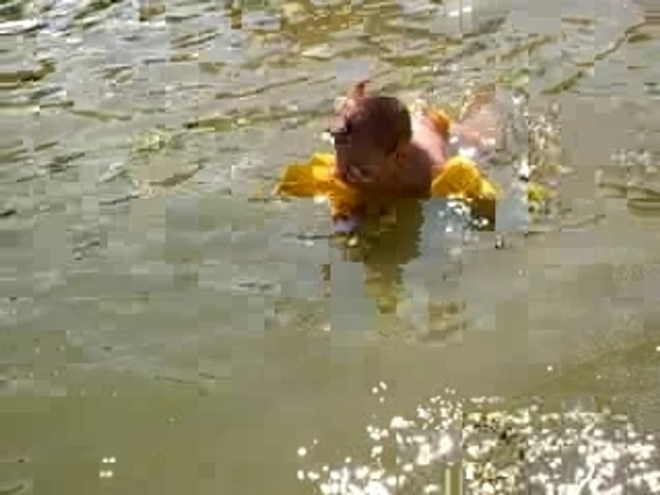 ASF_0029
