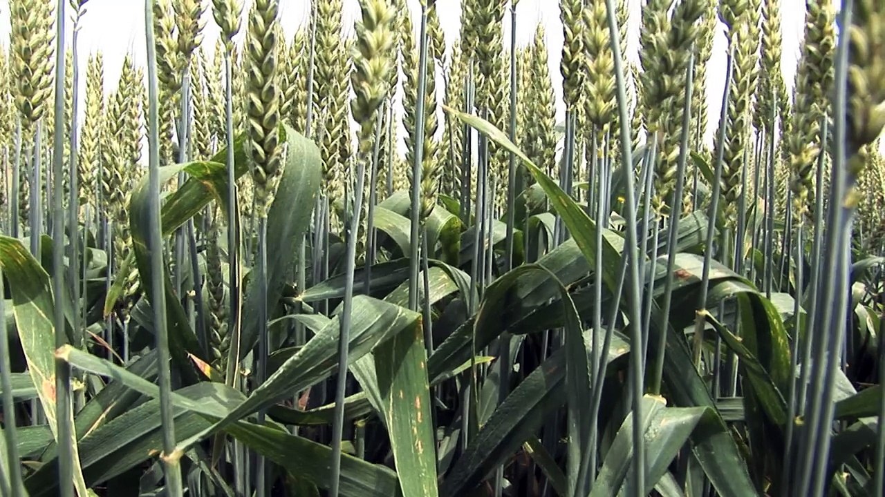 Syngenta : Test du nouveau fongicide céréales, Elatus Plus, sur l'exploitation de Christian Daniau