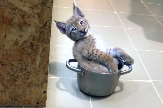 Un bébé lynx sibérien comme animal de compagnie ?