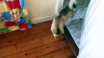 Un Piccolo Malamute che 
