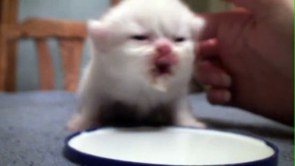 Baby Kitten and his funny meows