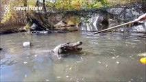 Charlie the alligator bites a pumpkin