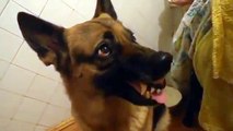 Cane Cambia Espressione della Faccia a Comando