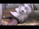 Naissance d'un bébé rhinocéros à Pairi Daiza