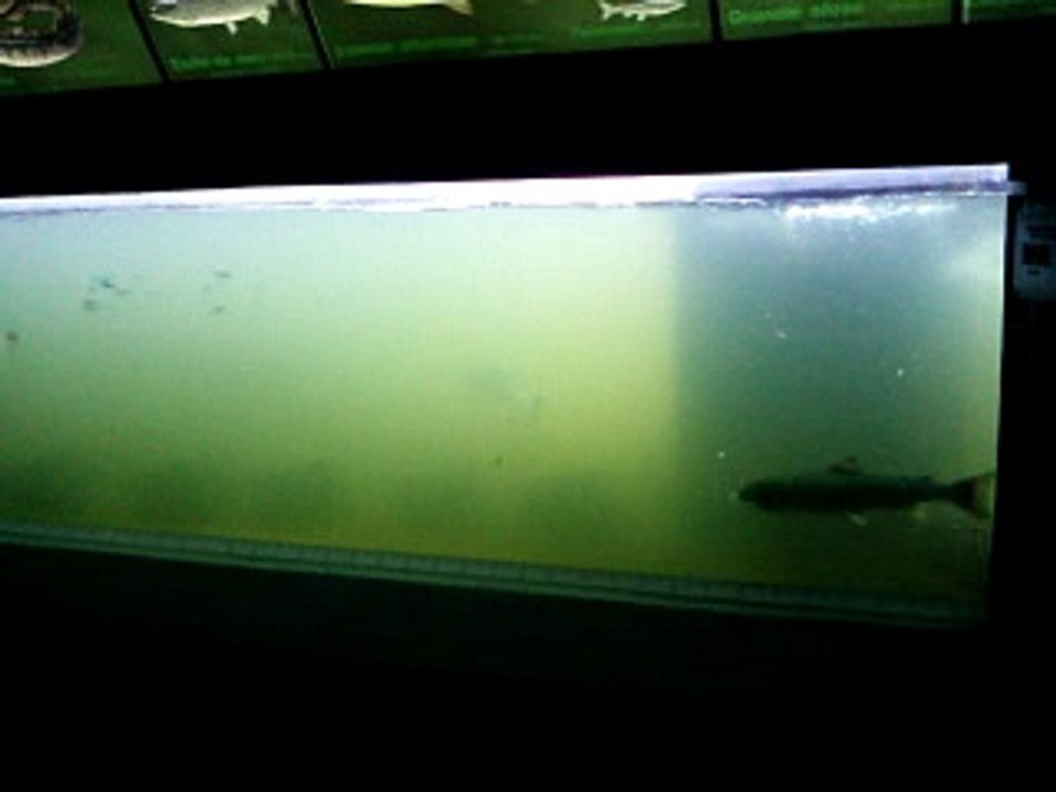 Vidéo0048  (LA PASSE A POISSONS VICHY 03200