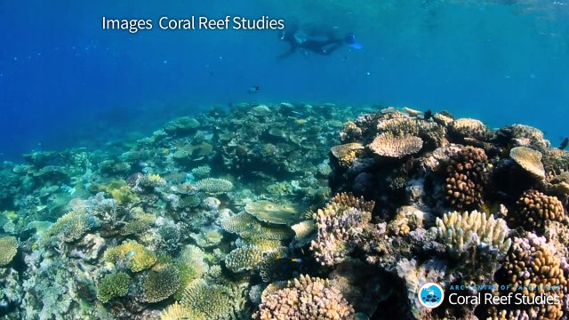 Australie: les coraux de la Grande barrière continuent de mourir