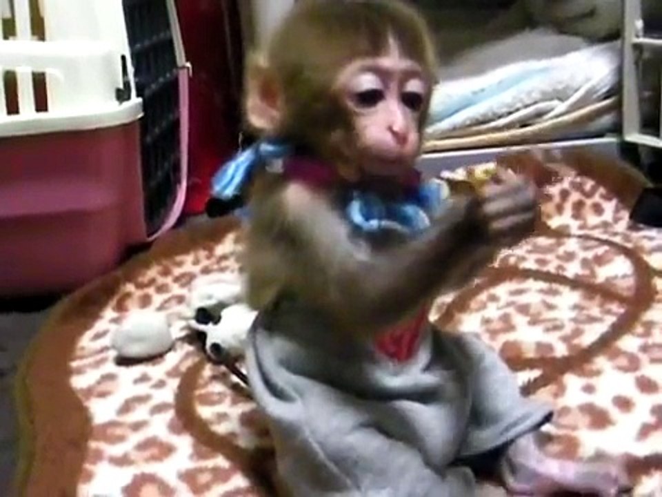snow baby monkey