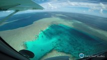 Australie: les coraux de la Grande barrière continuent de mourir