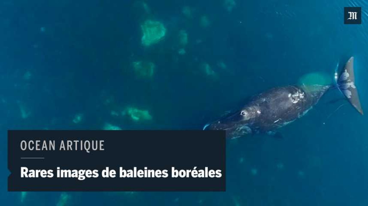 Images rares de baleines boréales dans l'Artique