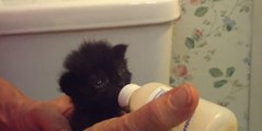 Un gattino beve per la prima volta dalla bottiglia. Guarda cosa succede alle sue orecchie