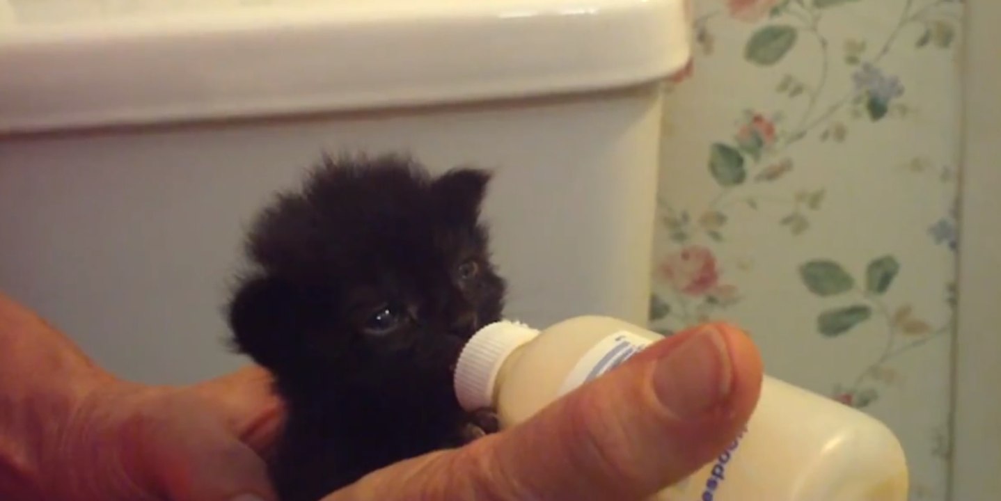 Un gattino beve per la prima volta dalla bottiglia. Guarda cosa succede alle sue orecchie
