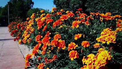 Pekhawar Kho Pekhawar De Kana by Irfan Khan 2023 _ Khyber News Remake_HD