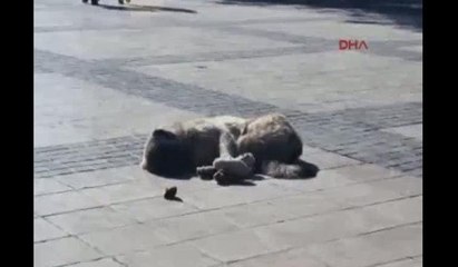 "İnsanlık ölmemiş?" dedirten 3'lü