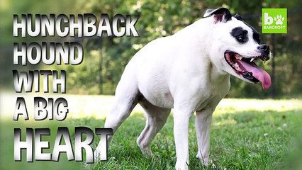 Abandonné à cause de son physique ce chien est enfin adopté par des gens qui l'aiment!