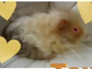 Quelques races de cobayes