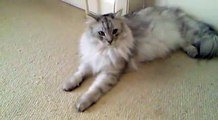 My Funny Siberian Cat Chasing The Light...How To Train Your Cat..GUARANTEED!