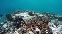 Corales de Gran Barrera de Australia siguen muriendo