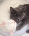 Black and white cats giving kisses resemble yin yang symbol