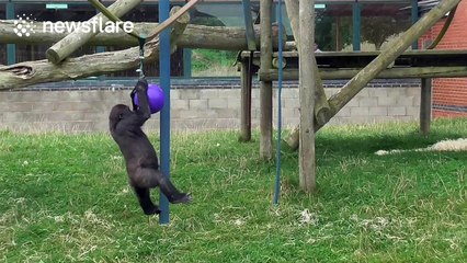 Baby gorilla doing pull ups to get his food
