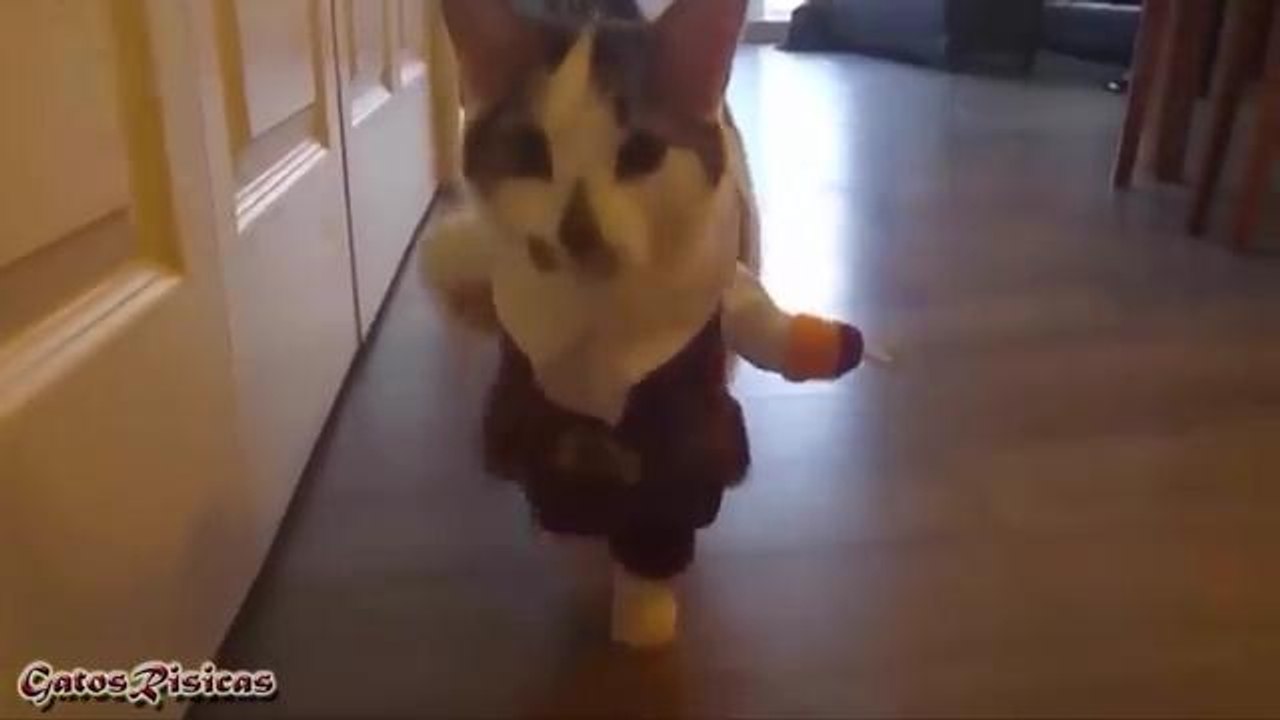 pirate captain cat القرصان القط