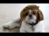 Cute Cats and Dogs Showing Off New Haircuts