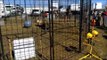 Tiger Drags Trainer Across Cage at Pensacola Interstate Fair