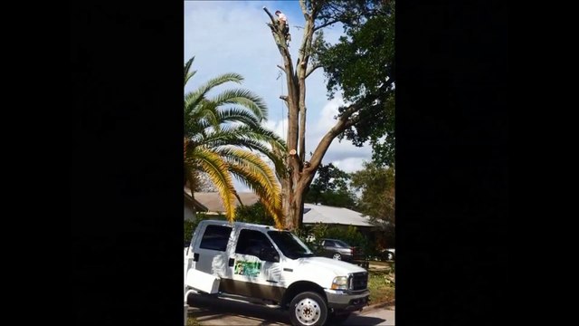Robert Burns Tree Service - (407) 547-1034