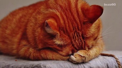 Here's What Dogs and Cats Dream About