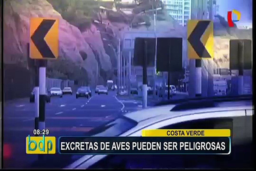 Costa Verde: excreta de aves pueden ser peligrosas