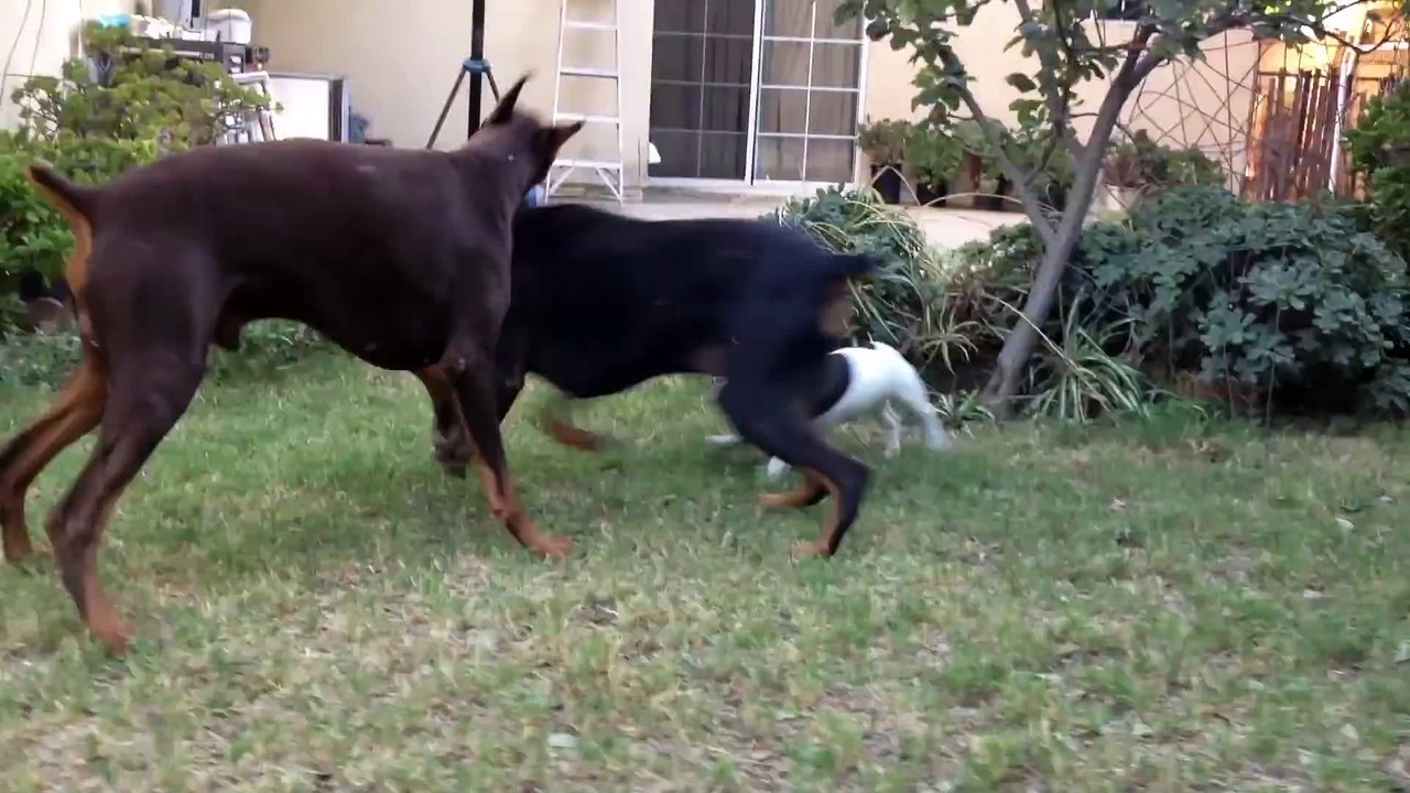 Fearless French Bulldog Pup vs. 2 Dobermans