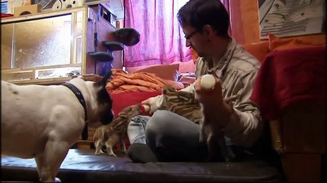 French bulldog adopts wild boar piglets