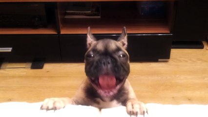 French Bulldog Alice asks on sofa.mp4