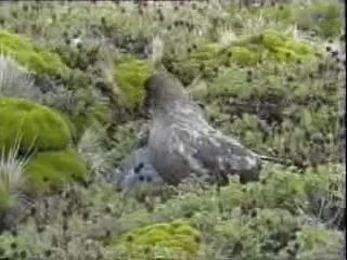 Entre ker et mer, Kerguelen