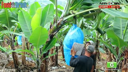 How Do They Do It - How to Harvest and Process Bananas, Apples  Food & Drink
