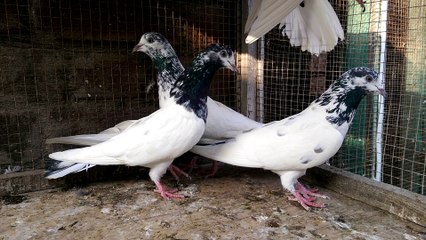 Ali Wala Pigeons