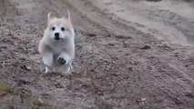 Puppy follows owner everywhere