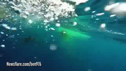 Une vache sert de repas à ce requin-tigre géant