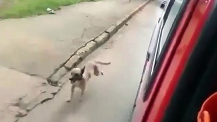 A dog runs behind an ambulance carrying his May