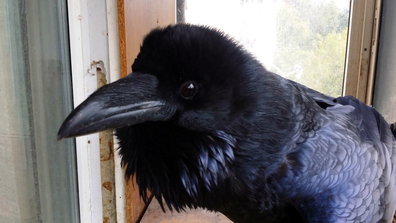 Blackbird Say What?