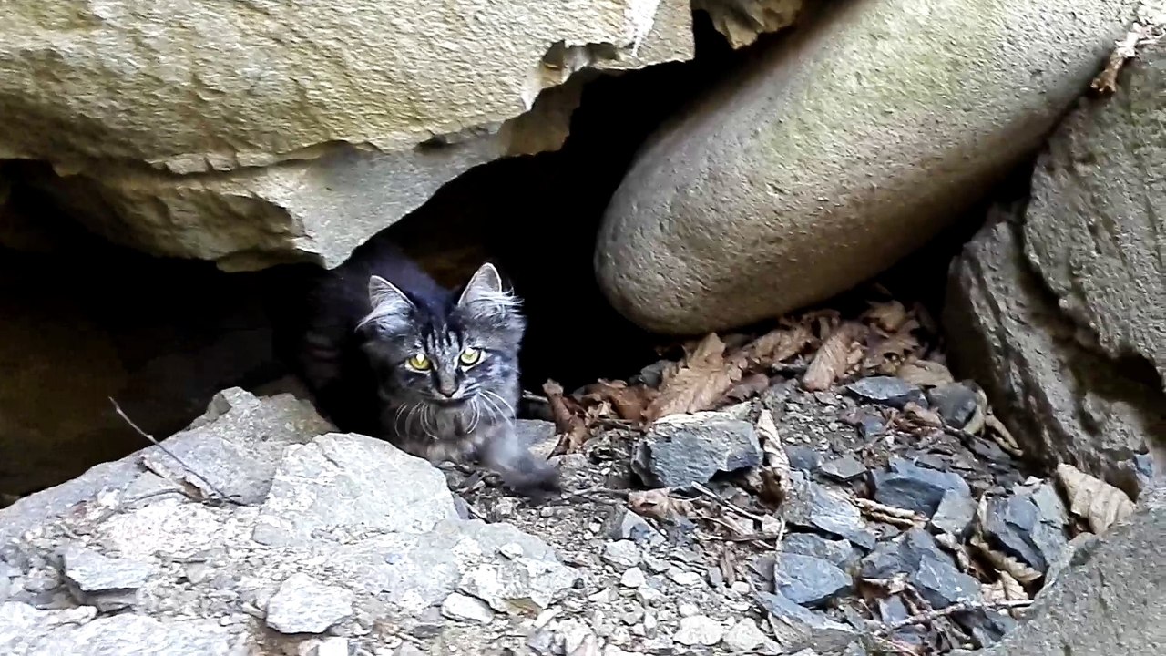 Cat Found on Island