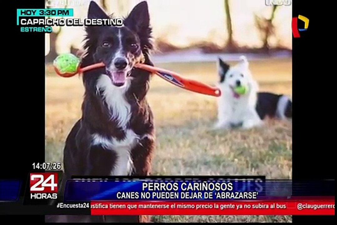 Canes no pueden dejar de abrazarse