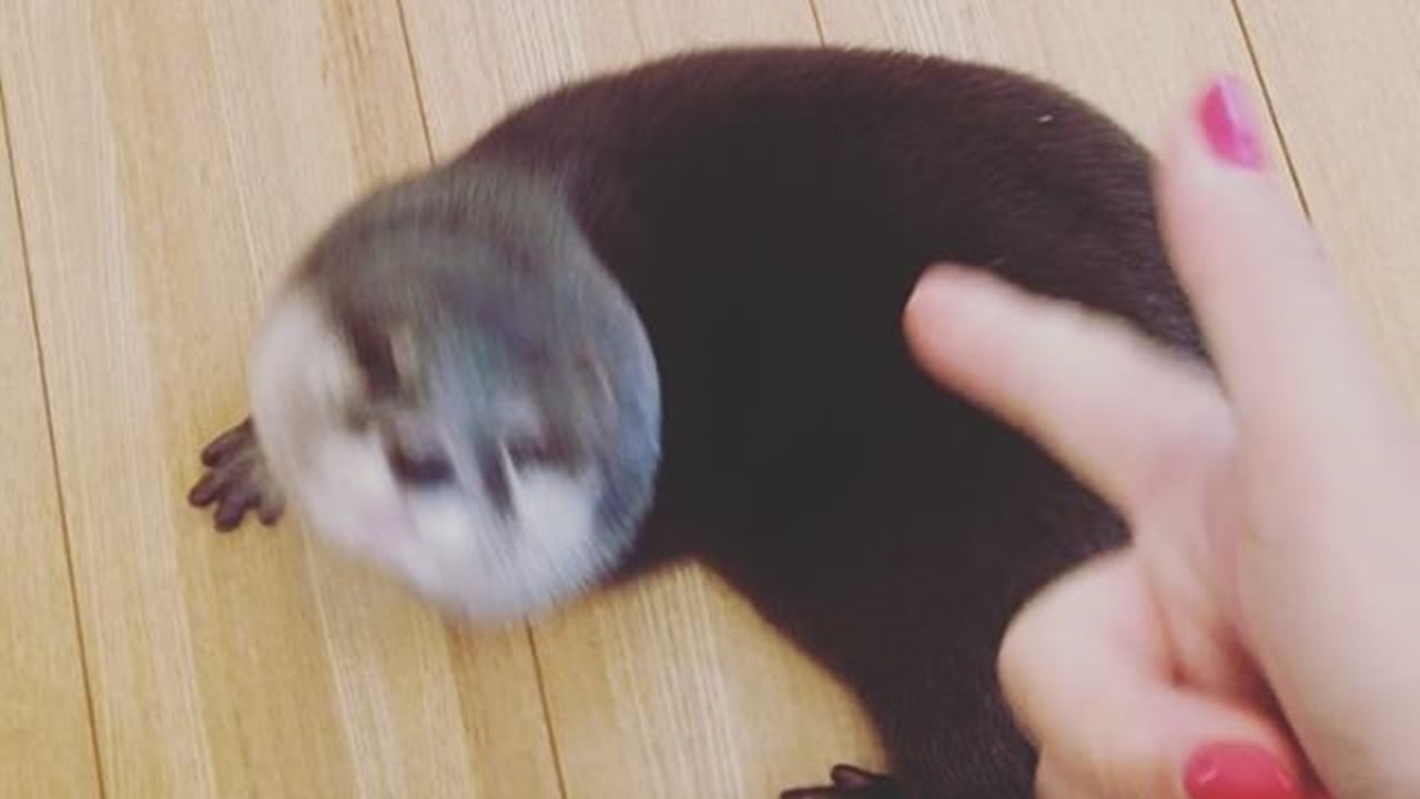 Otter plays dead
