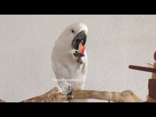 Hungry Cockatoo Goes to Town on Defenseless Apple
