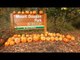 Hundreds of Carved Pumpkins Line Road in British Columbia