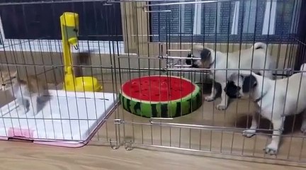 A little kitty Vs. 2 pug puppies