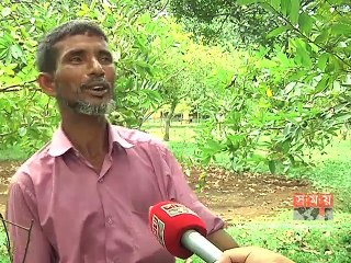 ব্রাহ্মণবাড়িয়ায় পেয়ারার বাম্পার ফলন