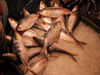 Bangladeshi Fish: Worldwide Export 🌊