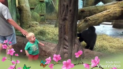 Kid playing Hide & Seek game with Gorilla