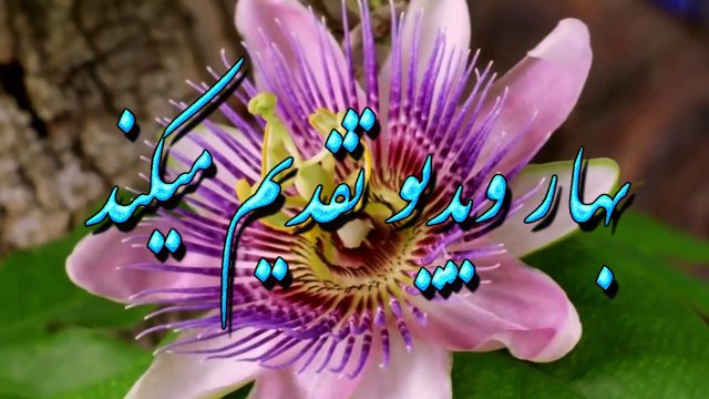 ‫آهنگ احمد ظاهر به آواز احسان جان امان.حــاشـا کـه‬