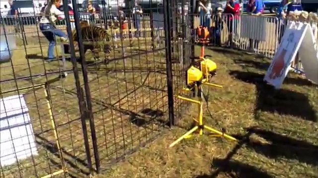 Une dresseuse attaquée par un tigre